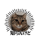ホルリオン（個別スタンプ：17）