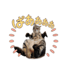 ホルリオン（個別スタンプ：23）