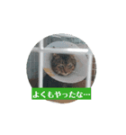 ねこ・とり・かめ・しか・さかな（個別スタンプ：7）