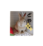 チーぼうスタンプ（個別スタンプ：4）