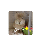チーぼうスタンプ（個別スタンプ：5）