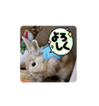 チーぼうスタンプ（個別スタンプ：14）