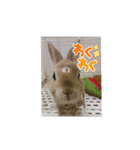 チーぼうスタンプ（個別スタンプ：16）