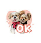 ミックス犬「もこ＆ルナ」（個別スタンプ：1）