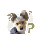 ミックス犬「もこ＆ルナ」（個別スタンプ：2）