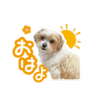 ミックス犬「もこ＆ルナ」（個別スタンプ：3）