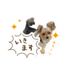 ミックス犬「もこ＆ルナ」（個別スタンプ：5）