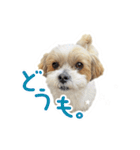 ミックス犬「もこ＆ルナ」（個別スタンプ：6）