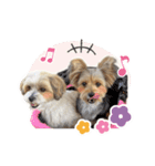 ミックス犬「もこ＆ルナ」（個別スタンプ：7）