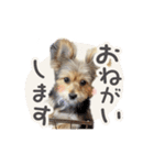 ミックス犬「もこ＆ルナ」（個別スタンプ：8）