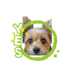 ミックス犬「もこ＆ルナ」（個別スタンプ：9）