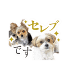 ミックス犬「もこ＆ルナ」（個別スタンプ：12）
