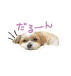 ミックス犬「もこ＆ルナ」（個別スタンプ：13）