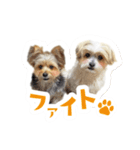 ミックス犬「もこ＆ルナ」（個別スタンプ：14）