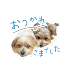 ミックス犬「もこ＆ルナ」（個別スタンプ：15）