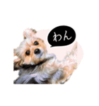 ミックス犬「もこ＆ルナ」（個別スタンプ：16）