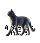 ネコの大人目線 ～余裕と癒しの一言～（個別スタンプ：24）