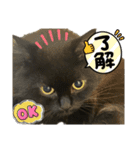 黒猫 ルナ院長158にゃんめ（個別スタンプ：2）