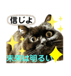 黒猫 ルナ院長158にゃんめ（個別スタンプ：7）