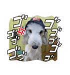 愛犬アリーの日常（個別スタンプ：5）