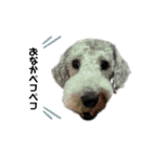 愛犬アリーの日常（個別スタンプ：7）