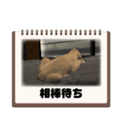 愛犬アリーの日常（個別スタンプ：9）