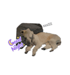 愛犬アリーの日常（個別スタンプ：11）