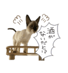 お酒とネコ好きな日常会話13（個別スタンプ：16）
