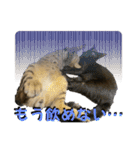 お酒とネコ好きな日常会話13（個別スタンプ：35）