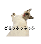 お酒とネコ好きな日常会話13（個別スタンプ：37）