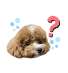 まるぷーのおとすけ②（個別スタンプ：1）