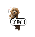 まるぷーのおとすけ②（個別スタンプ：13）