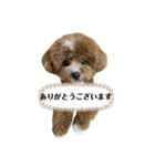 まるぷーのおとすけ②（個別スタンプ：17）