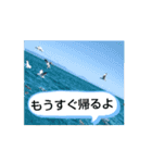 毎日使える動画のインコ[ハッピ―トマト】（個別スタンプ：14）