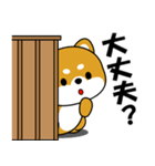 飛び出す！豆柴の日常スタンプ（個別スタンプ：13）