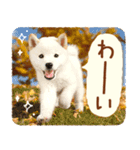 ほっこり♪秋の柴犬だワン！（個別スタンプ：2）