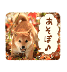 ほっこり♪秋の柴犬だワン！（個別スタンプ：3）