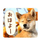 ほっこり♪秋の柴犬だワン！（個別スタンプ：5）