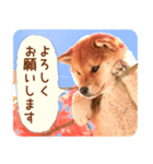 ほっこり♪秋の柴犬だワン！（個別スタンプ：6）