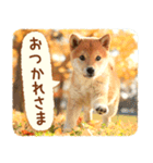 ほっこり♪秋の柴犬だワン！（個別スタンプ：9）