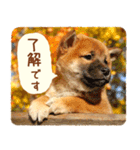 ほっこり♪秋の柴犬だワン！（個別スタンプ：10）