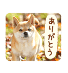 ほっこり♪秋の柴犬だワン！（個別スタンプ：13）