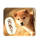 ほっこり♪秋の柴犬だワン！（個別スタンプ：14）