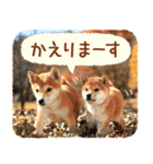 ほっこり♪秋の柴犬だワン！（個別スタンプ：16）