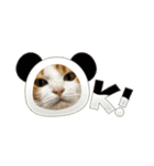 柴犬と猫⑧（個別スタンプ：3）