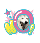 柴犬と猫⑧（個別スタンプ：5）