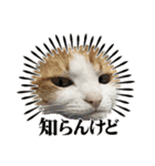 柴犬と猫⑧（個別スタンプ：7）
