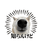 柴犬と猫⑧（個別スタンプ：8）