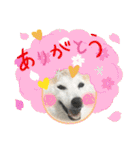 柴犬と猫⑧（個別スタンプ：9）