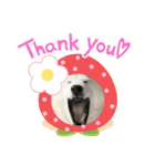 柴犬と猫⑧（個別スタンプ：11）